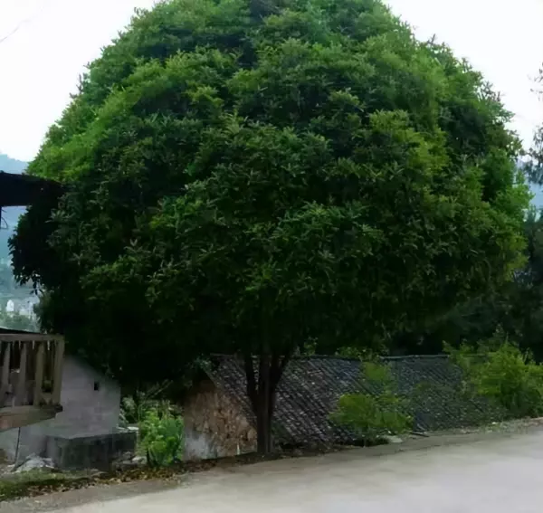 房前屋后栽什么树风水好聚财(9)