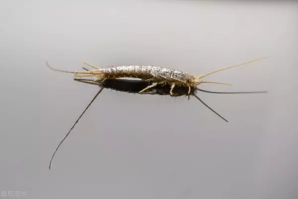 衣鱼虫是怎么出现在家里的(3)