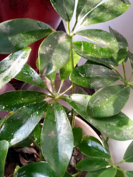 藤木类植物有哪些(1)
