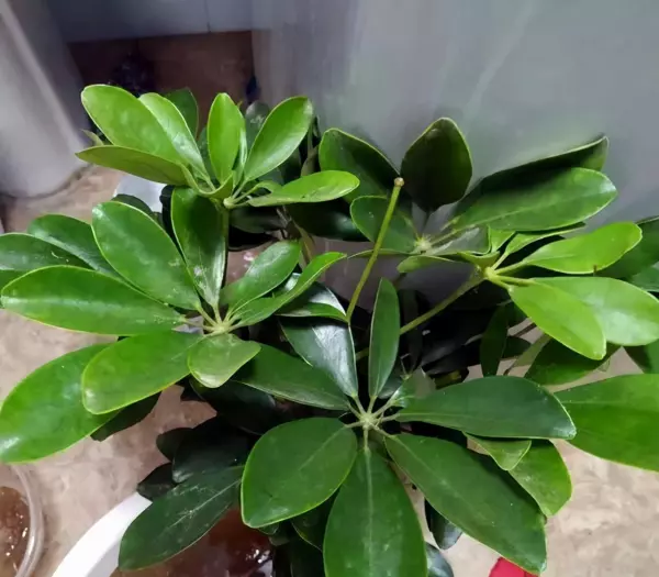 藤木类植物有哪些(2)