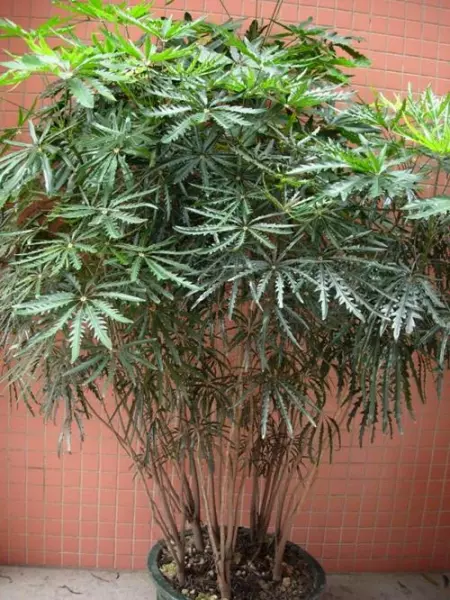 藤木类植物有哪些(3)