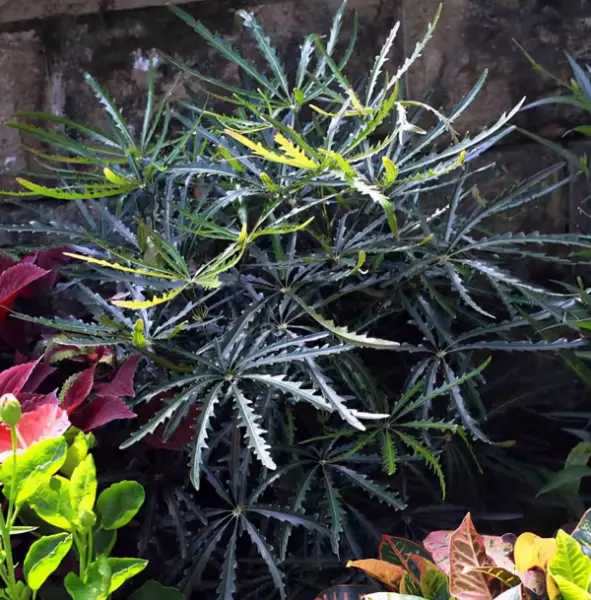 藤木类植物有哪些(4)