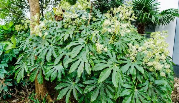 藤木类植物有哪些(6)