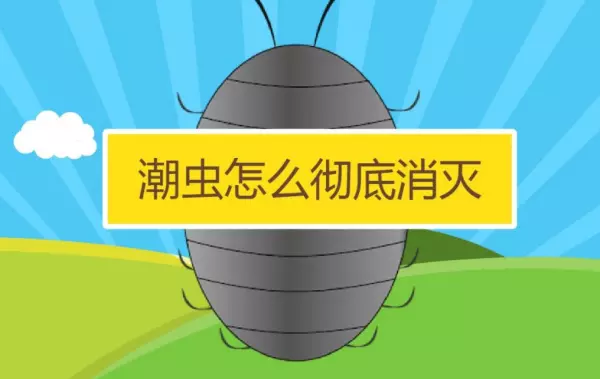 湿虫怎么清除用什么药(1)