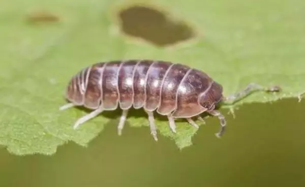 湿虫怎么清除用什么药(2)