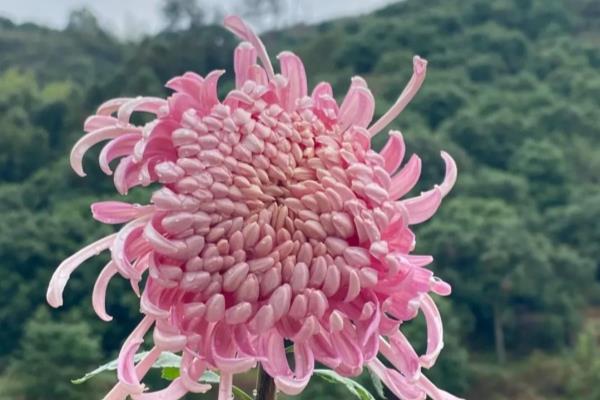 初蕾绽放的意思是什么.