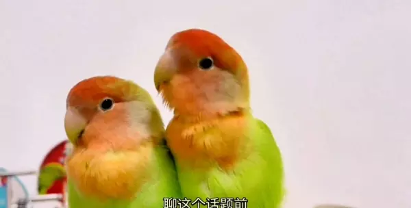 鹦鹉五行属什么的人不能养(1)