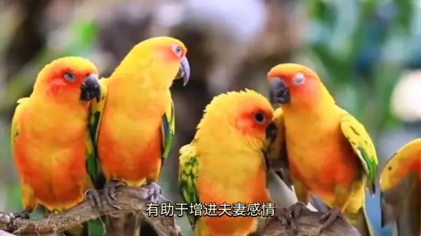 鹦鹉五行属什么的人不能养(2)