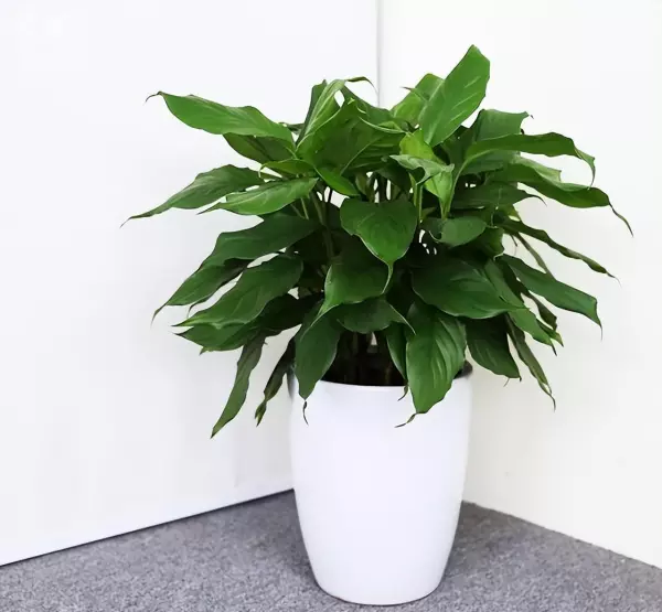迎门墙前面种什么植物最好(2)