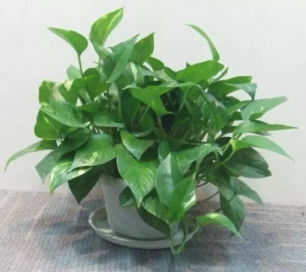 迎门墙前面种什么植物最好(3)
