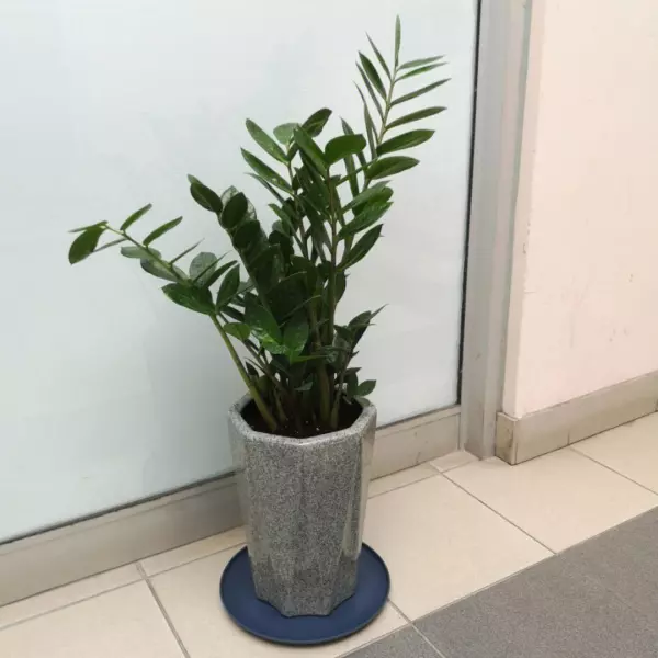 迎门墙前面种什么植物最好(5)