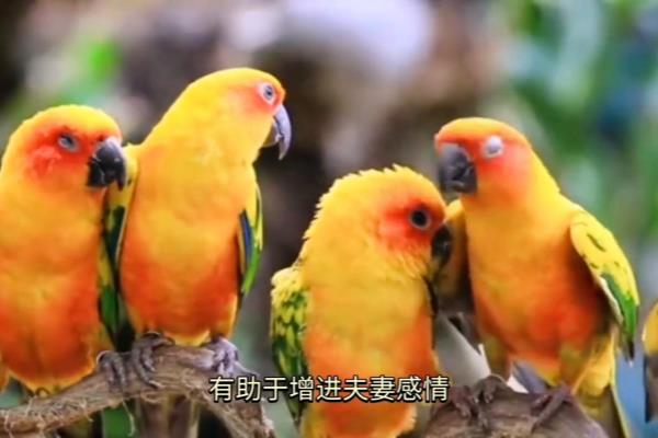 鹦鹉五行属什么的人不能养.