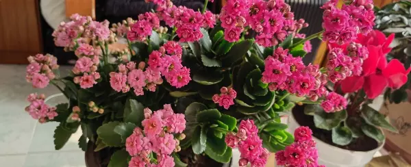 长寿花有毒吗 适合在室内养吗(1)