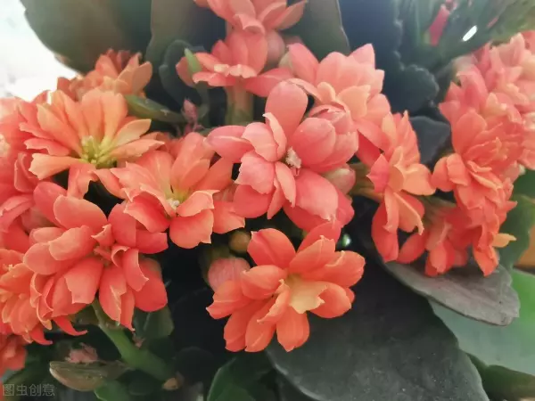 长寿花有毒吗 适合在室内养吗(2)