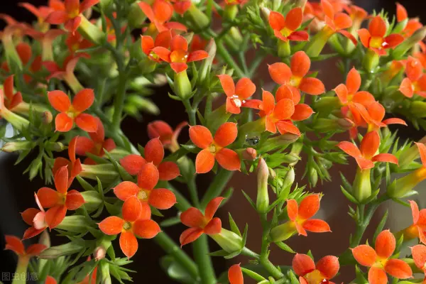 长寿花有毒吗 适合在室内养吗(3)