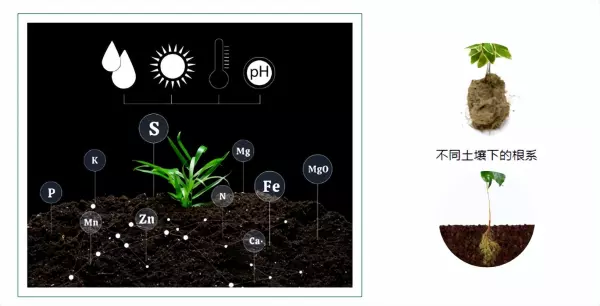 木栓病的秋月梨是什么原因引起的(3)