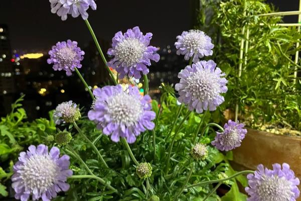 蓝盆花是一年生还是多年生.