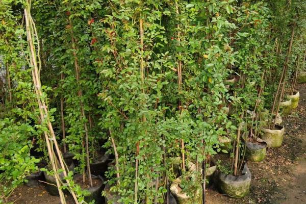 蔷薇花花期过后需要修剪吗.