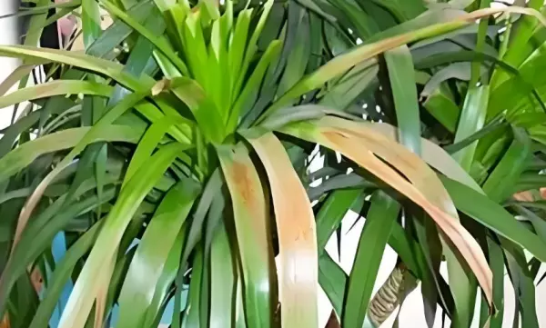 龙铁树叶子发黄是什么原因(5)
