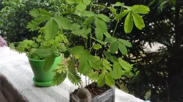 观音竹有毒吗 能在家里养吗(3)