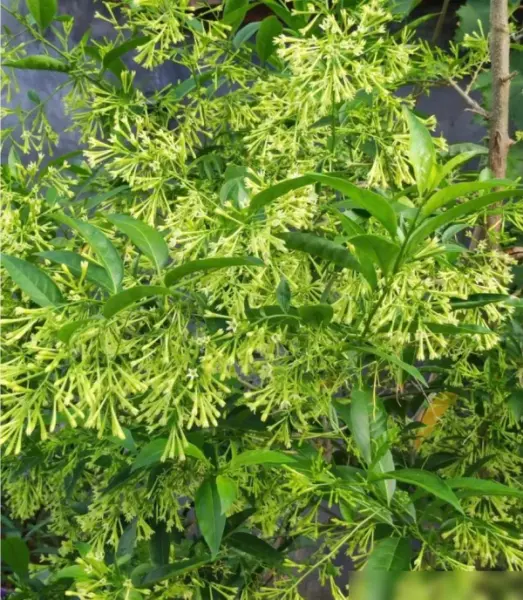 家里能放假花吗对风水有影响吗(2)