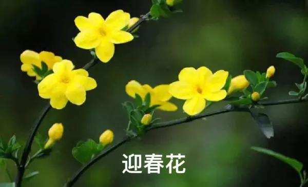 迎春柳和迎春花的区别(1)
