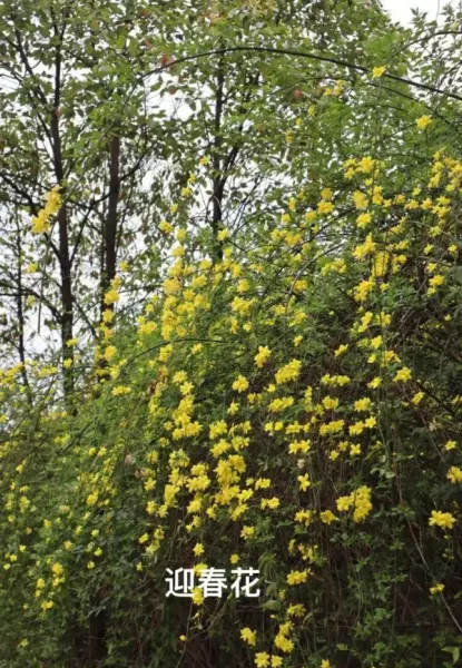 迎春柳和迎春花的区别(2)