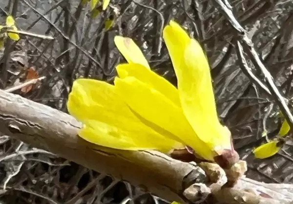 迎春柳和迎春花的区别(3)