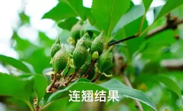 迎春柳和迎春花的区别(4)