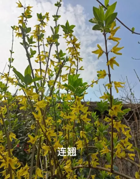 迎春柳和迎春花的区别(5)