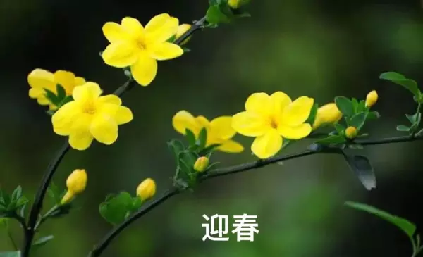 迎春柳和迎春花的区别(6)