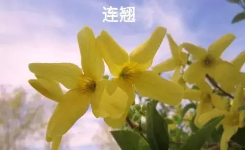 迎春柳和迎春花的区别(7)