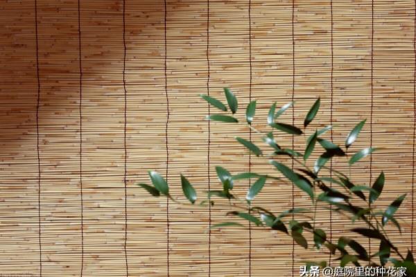 陈设品宜布置在什么点位.