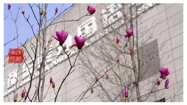 锦官新城小学是公立还是私立(3)