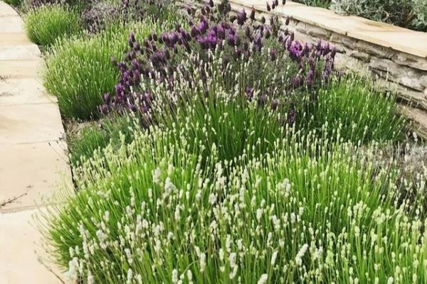 地被植物有哪些.