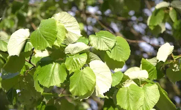 蛇木命起什么名字好(16)