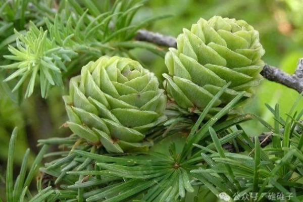 笔柏和塔柏是一种树吗.