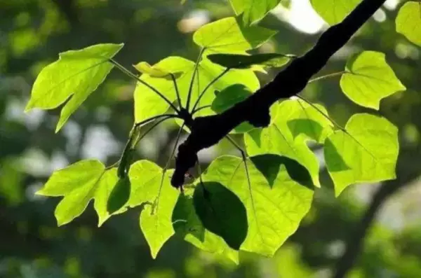 梧桐木和泡桐木的区别(1)