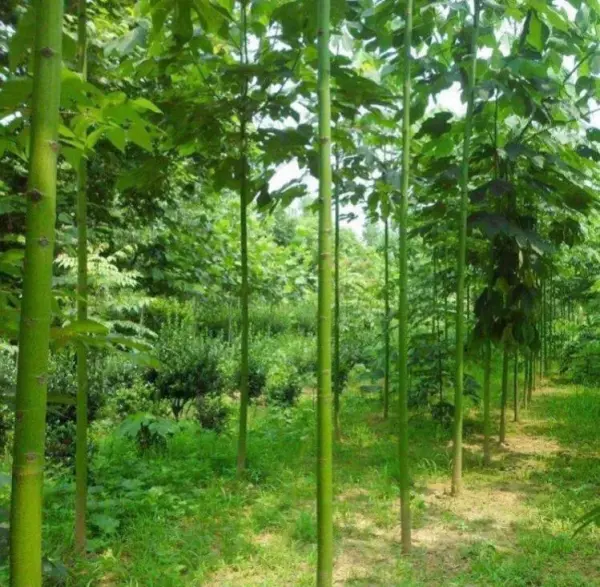 梧桐木和泡桐木的区别(4)