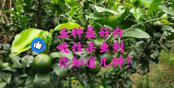 内吸性最强的杀虫农药排名(1)