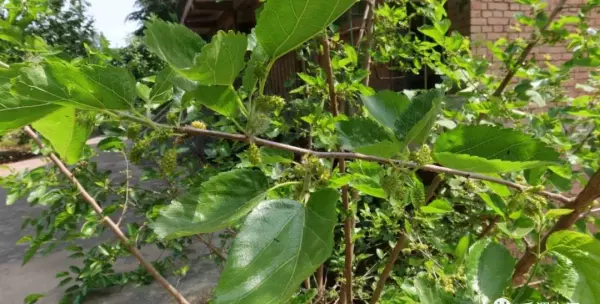 前进家具厂家在哪里(69)