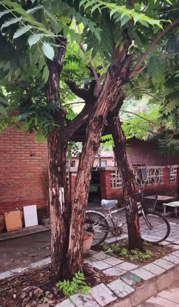 香椿木家具打蜡还是刷油漆(1)