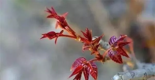 香椿木家具打蜡还是刷油漆(3)