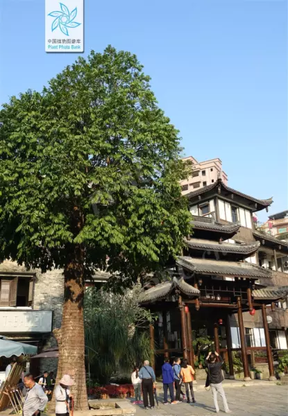 桃花芯木是什么木材在中国叫什么木头(14)