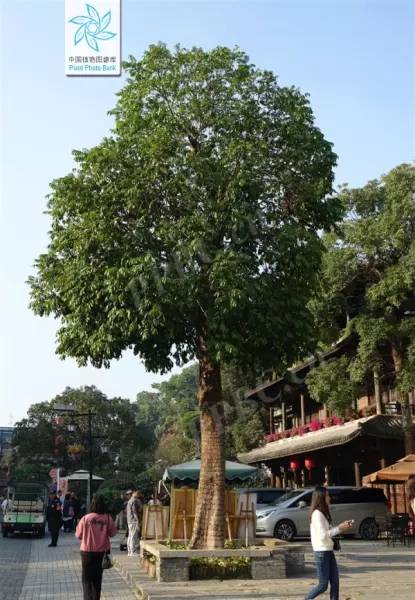 桃花芯木是什么木材在中国叫什么木头(16)