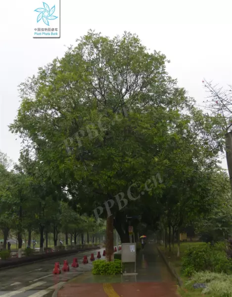 桃花芯木是什么木材在中国叫什么木头(17)