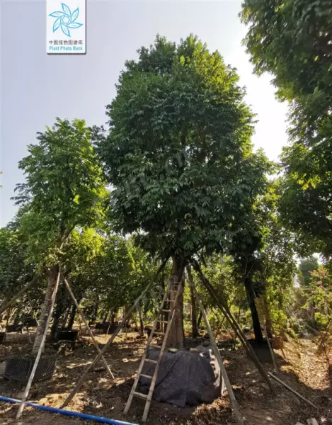 桃花芯木是什么木材在中国叫什么木头(19)