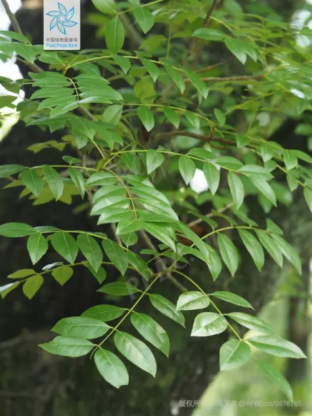 桃花芯木是什么木材在中国叫什么木头(4)
