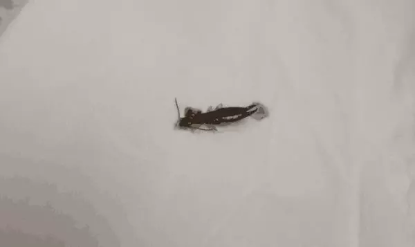 尾巴像剪刀的虫子是什么虫子呢(3)