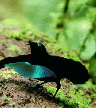 五彩精灵瓷砖属于什么档次(1)